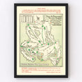 Vintage Map of Augusta National Golf Course, 1954